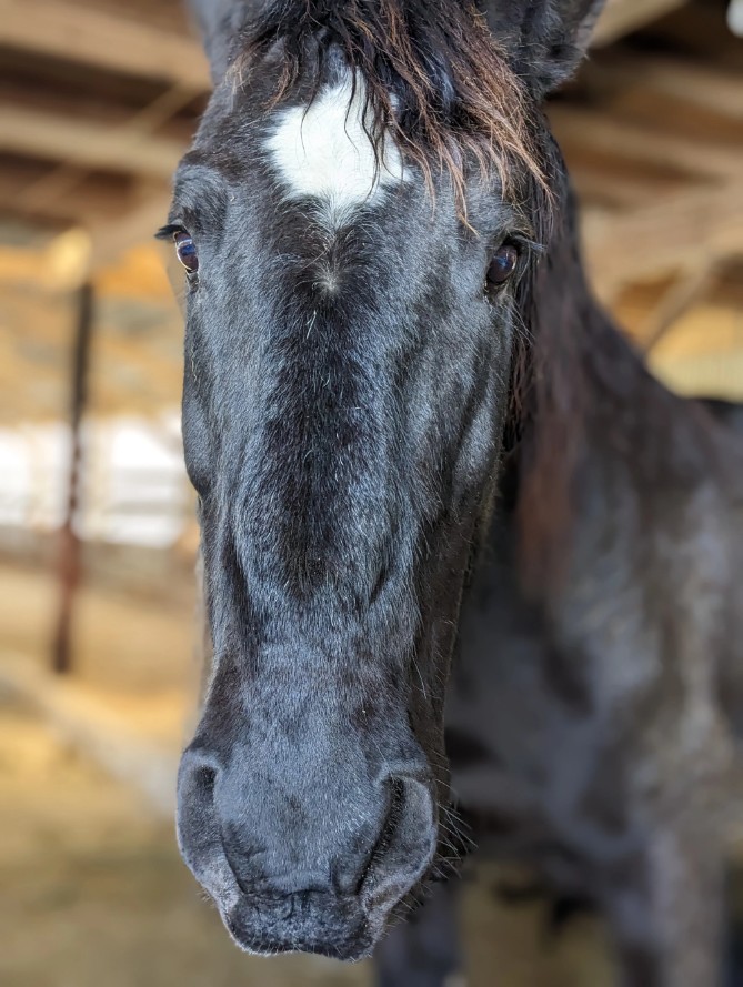 Bo the Horse