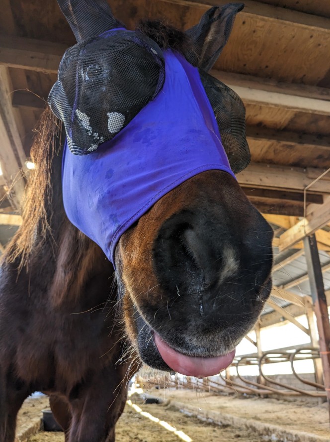 Diamond the Horse