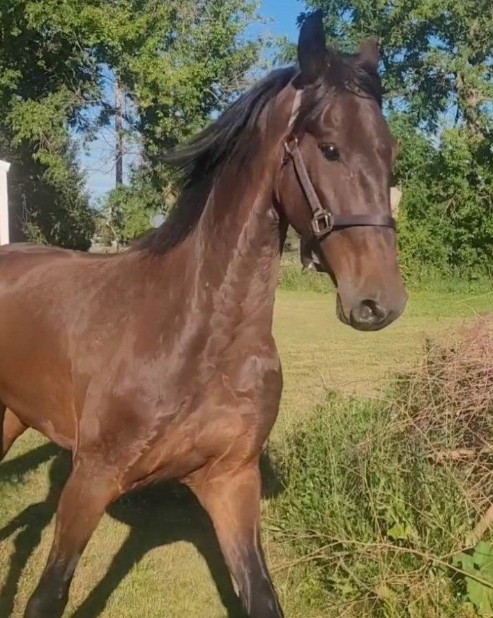 Duncan the Horse