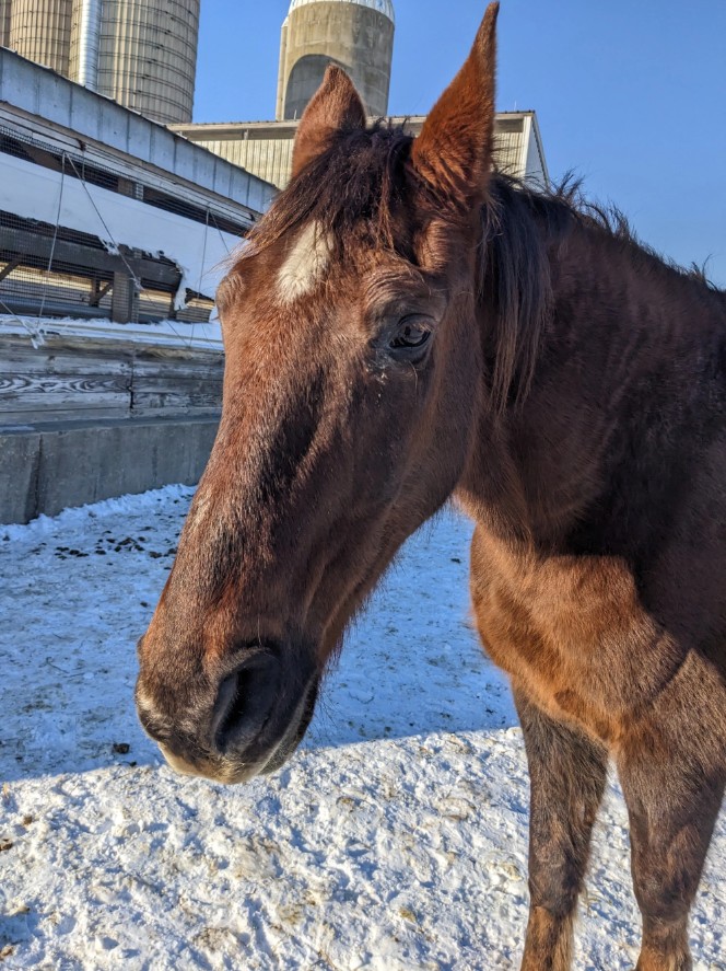 Meric the Horse