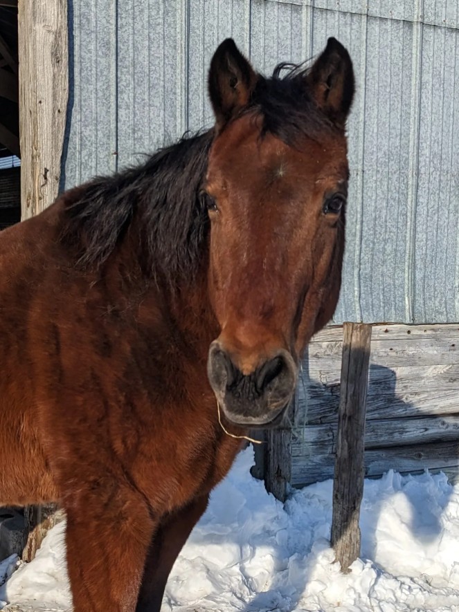 Moe the Horse