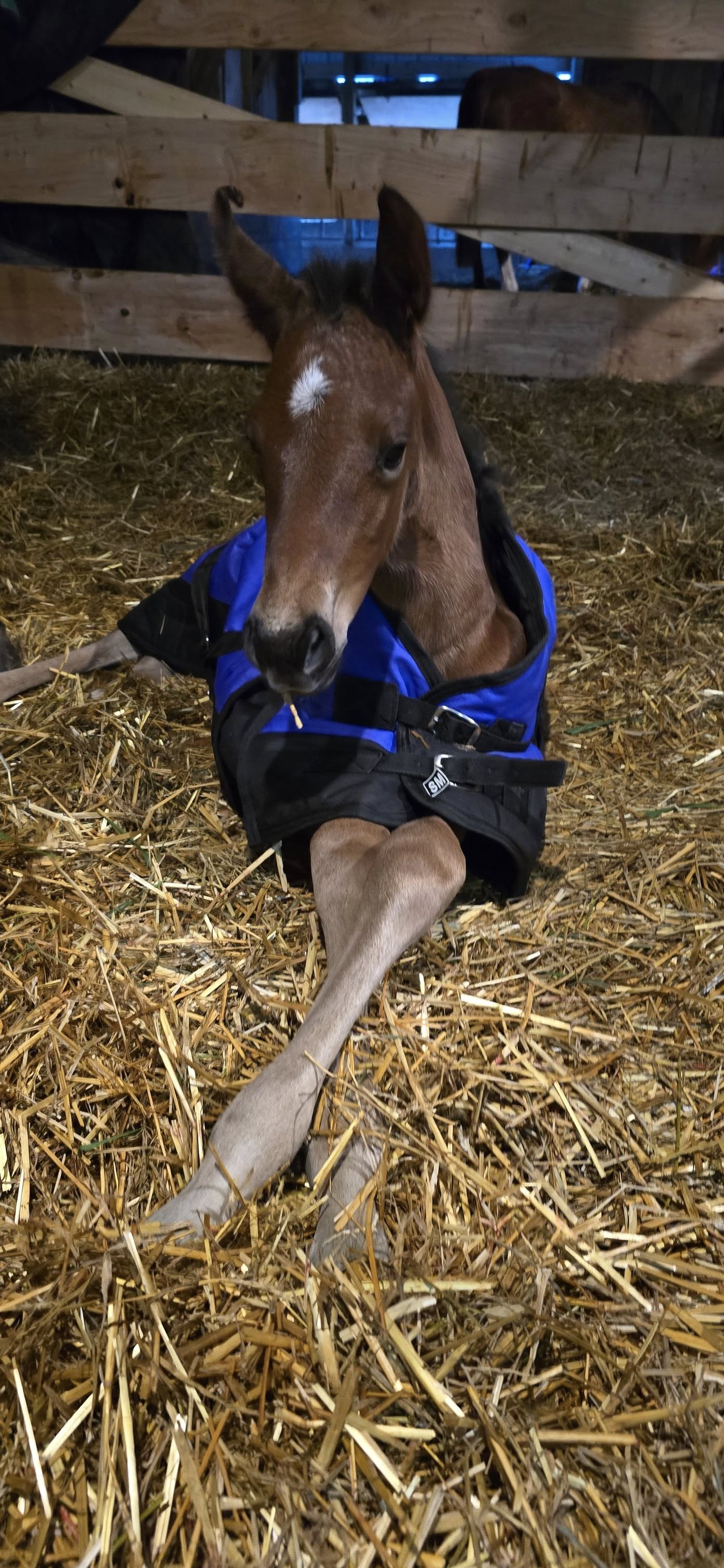 Chester the Horse
